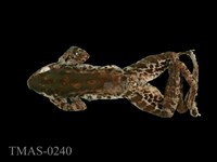 藏品(斯文豪氏赤蛙)的圖片